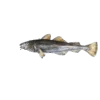 🐟