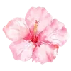 🌸