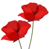🌷