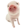 🐷