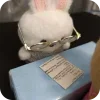 🐰