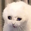 🥺
