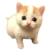 😿