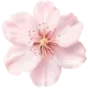 🌺
