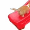 🐶