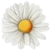 🌼