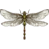 🦋