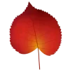 🍂