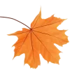 🍂