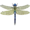 🪰