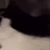 👅