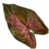 🌱