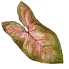🌱