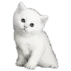 🐱