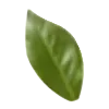 🍃