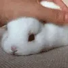 🐰