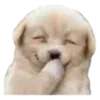 🐶