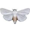 🦋