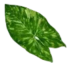 🌱
