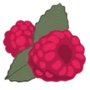 🍓