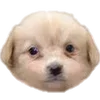 🐶