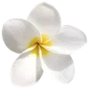 🌺