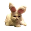 😾