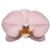 🌺