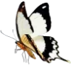 🦋