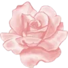 🌺