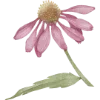 🌸