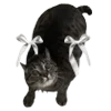 🐈‍⬛