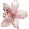 🌸