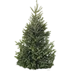 🌲