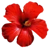 🌺