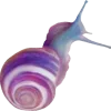 🐌