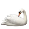 🦢