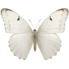 🦋