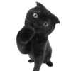 🐈‍⬛