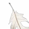 🤎