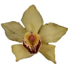 🌼