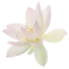 🌸