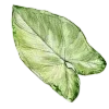 🌱