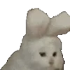 🐰