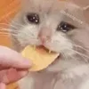 🥺