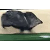 🐗