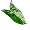 🌱