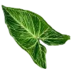 🌱
