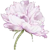 🌺
