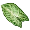 🌱